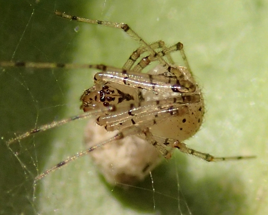 Theridiidae: Platnickina nigropunctata - Motta di Livenza (TV)